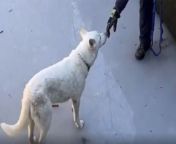 A dog was rescued after falling 10ft into an ice-covered water filtration pond.&#60;br/&#62;&#60;br/&#62;Michigan animal shelter Pound Buddies received &#92;