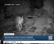 Gila County Animal Care &amp; Control Officers are investigating after a 64-year-old man was reportedly attacked by a mountain lion near the Salt River.