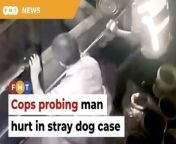 The senior citizen who was allegedly roughed up by Petaling Jaya City Council enforcement officers during an operation to capture stray dogs is now under probe for preventing government officials from carrying out their duties.&#60;br/&#62;&#60;br/&#62;Read More: &#60;br/&#62;https://www.freemalaysiatoday.com/category/nation/2023/03/25/man-hit-in-stray-dog-case-under-probe-for-obstructing-civil-servants/&#60;br/&#62;&#60;br/&#62;Laporan Lanjut: &#60;br/&#62;https://www.freemalaysiatoday.com/category/bahasa/tempatan/2023/03/25/halang-tugas-penjawat-awam-warga-emas-dakwa-diserang-anggota-mbpj-disiasat/&#60;br/&#62;&#60;br/&#62;Free Malaysia Today is an independent, bi-lingual news portal with a focus on Malaysian current affairs.&#60;br/&#62;&#60;br/&#62;Subscribe to our channel - http://bit.ly/2Qo08ry&#60;br/&#62;------------------------------------------------------------------------------------------------------------------------------------------------------&#60;br/&#62;Check us out at https://www.freemalaysiatoday.com&#60;br/&#62;Follow FMT on Facebook: http://bit.ly/2Rn6xEV&#60;br/&#62;Follow FMT on Dailymotion: https://bit.ly/2WGITHM&#60;br/&#62;Follow FMT on Twitter: http://bit.ly/2OCwH8a &#60;br/&#62;Follow FMT on Instagram: https://bit.ly/2OKJbc6&#60;br/&#62;Follow FMT on TikTok : https://bit.ly/3cpbWKK&#60;br/&#62;Follow FMT Telegram - https://bit.ly/2VUfOrv&#60;br/&#62;Follow FMT LinkedIn - https://bit.ly/3B1e8lN&#60;br/&#62;Follow FMT Lifestyle on Instagram: https://bit.ly/39dBDbe&#60;br/&#62;------------------------------------------------------------------------------------------------------------------------------------------------------&#60;br/&#62;Download FMT News App:&#60;br/&#62;Google Play – http://bit.ly/2YSuV46&#60;br/&#62;App Store – https://apple.co/2HNH7gZ&#60;br/&#62;Huawei AppGallery - https://bit.ly/2D2OpNP&#60;br/&#62;&#60;br/&#62;#FMTNews #MBPJ #StrayDogs #SeniorCitizen #CopsProbing